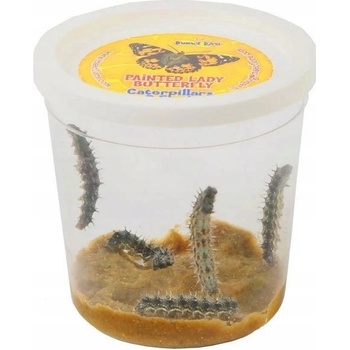 Sada 3 5 pásov Insect Lore Replacement certifikát v obálke