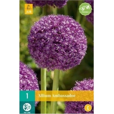 Karta Česnek Allium Ambassador 1 cibule "C"