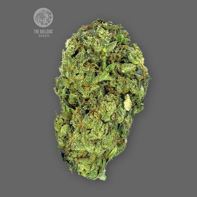The Bulldog Seeds Sour Diesel regular semienka neobsahujú THC 5 ks