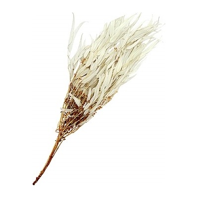 Eucalyptus willow stabilizovaný bílý 100 g
