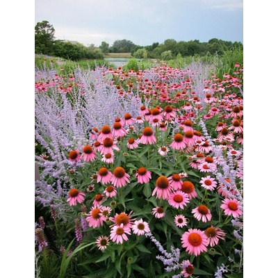 GREENBOSS FLOWER Echinacea - Magnus Průměr květináče: 9 až 12 cm