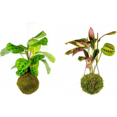 Gardners Set Kokedam Maranthy (L) Maranta, Modlivka