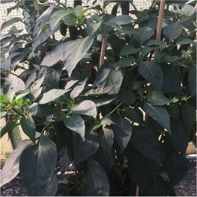 BIO Paprika na vrúbľovanie Scarface F1 - Capsicum annuum - bio semená papriky - 5 ks