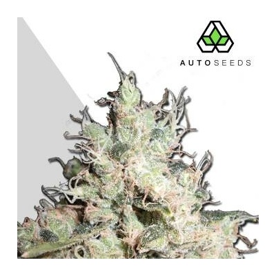 Auto Seeds Hijack AUTO semena neobsahují THC 3 ks