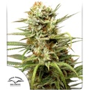 Dutch Passion AUTO White Widow semena neobsahují THC 3 ks