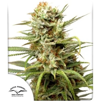 Dutch Passion AUTO White Widow semena neobsahují THC 3 ks
