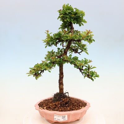 e-bonsai Venkovní bonsai - Pyracantha teton - Hlohyně šarlatová