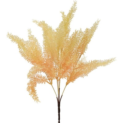 ZELEŇ ASPARÁT ORANŽOVÝ 37CM