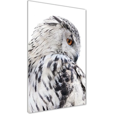 Vertikálny foto obraz sklenený Biela sova 50x100 cm