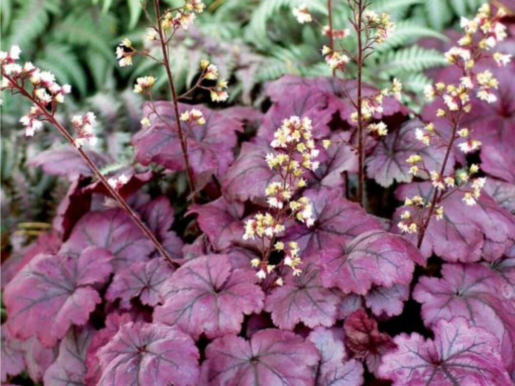 Heuchera Plum Royale