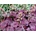 Heuchera Plum Royale