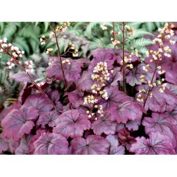 Heuchera Plum Royale, kont. 0,5 l