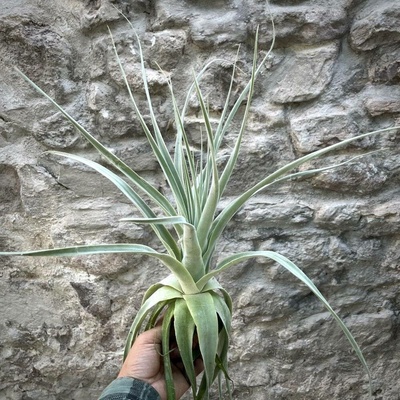 Tillandsia straminea
