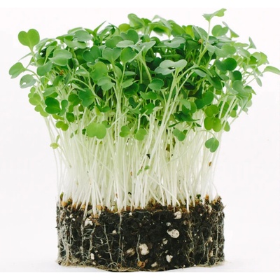 Toraf Microgreens semienka na klíčky Rukola (roketa) 10 g