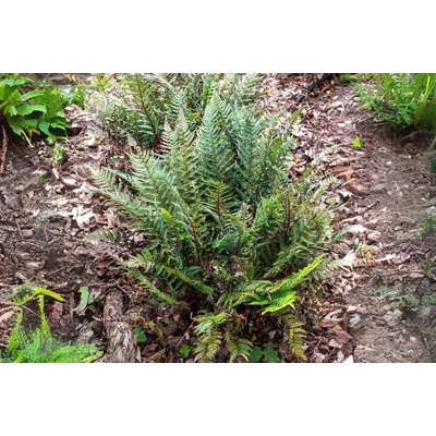 Papraďovec Tsus - Simense - Polystichum, kont. 1 l