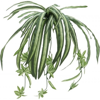 Zelenec jedovatý, 60 cm