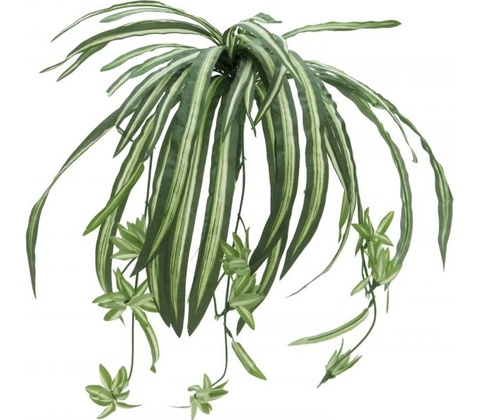 Zelenec jedovatý, 60 cm