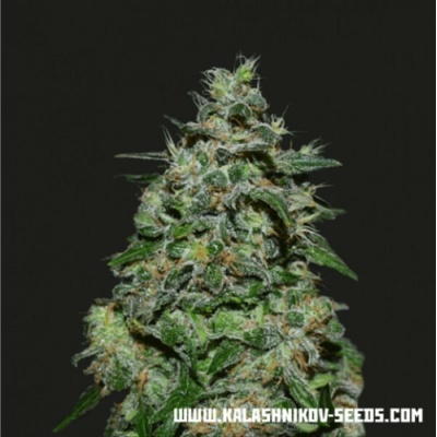 Kalashnikov Seeds AK Kush Express semena neobsahují THC 3 ks