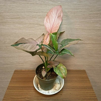 Syngonium Pink Splash