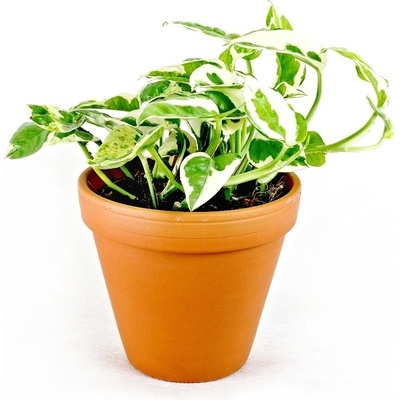 Gardners Epipremnum N Joy, průměr 12 cm Šplhavník