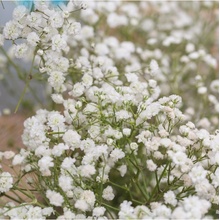 Šáter latnatý bílý - Gypsophila paniculata - prodej semen - 150 ks
