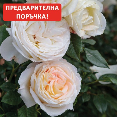 Meilland® Роза Camille Claudel® (Meilland)