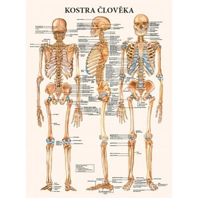 Plakát kostra člověka 63x47cm – Sleviste.cz