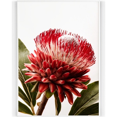 Plakát / Obraz Rozkvetlá Protea 30 x 40 cm Tiskové plátno S bílým okrajem – Zbozi.Blesk.cz