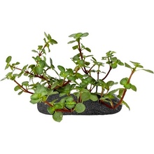 Pilea Glauca Aqua Marine na lepkavém substrátu