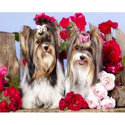 Norimpex Diamantové malování Pejsci v růžích 30 x 40 cm – Sleviste.cz