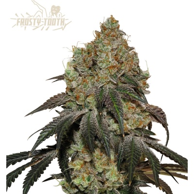 Seedstockers Superior Frosty Tooth semienka neobsahujú THC 3 ks