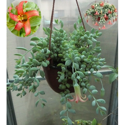 Cotyledon pendens – Hledejceny.cz