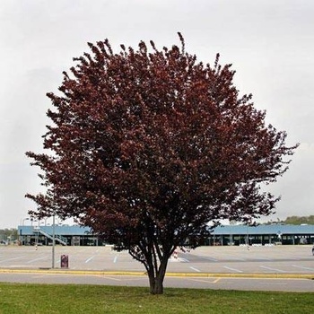 Myrobalan Cervenolisty