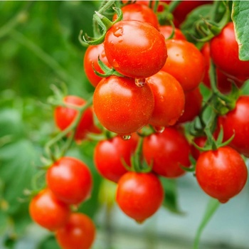 Rajče Sweet Aperitif - Solanum lycopersicum - semená paradajky - 6 ks