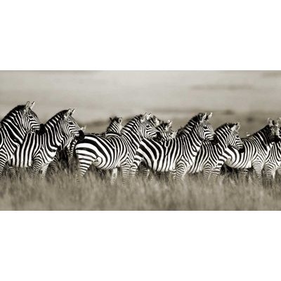 Zebra, Masai Mara, Keňa plátno 1 120x60