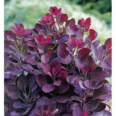 Cotinus coggygria 'Royal Purple' 20-30 VKR2L