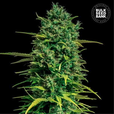 Bulk Seed Bank Auto Tropical Coconut semienka neobsahujú THC 100 ks