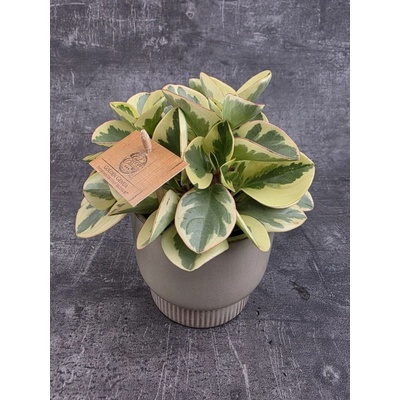 Peperomia Gold
