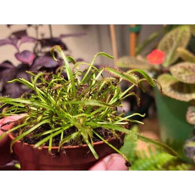 Drosera capensis Rosička kapská