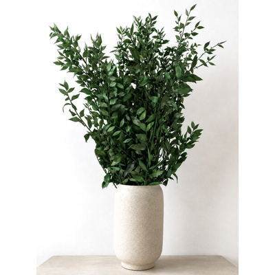 Stabilizovaný ruskus (ruscus) kytice/svazek zelených větviček 120g
