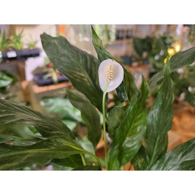 PlantBros flower Lopatkovec panašovaný - Spathiphyllum Diamond Variegata