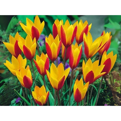 Tulipán botanický Clusiana Cynthia 10 ks v balení