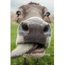 The Cows Are Watching