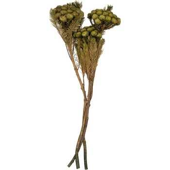 Brunia Albiflora
