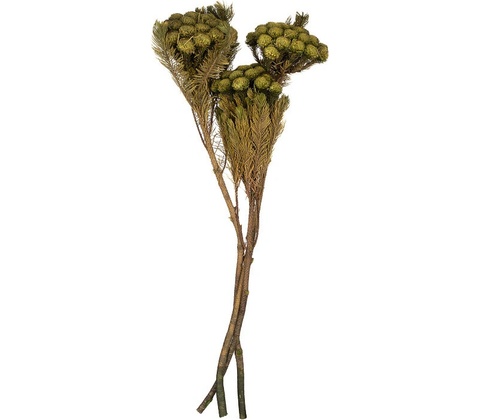 Brunia Albiflora