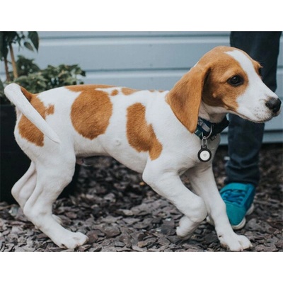 Belkin Secure holder pouzdro na AirTag černé MSC002btBK