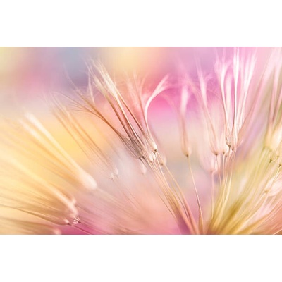 Plagát, Obraz - Dandelion seed, Jasmina007, 40 × 26.7 cm