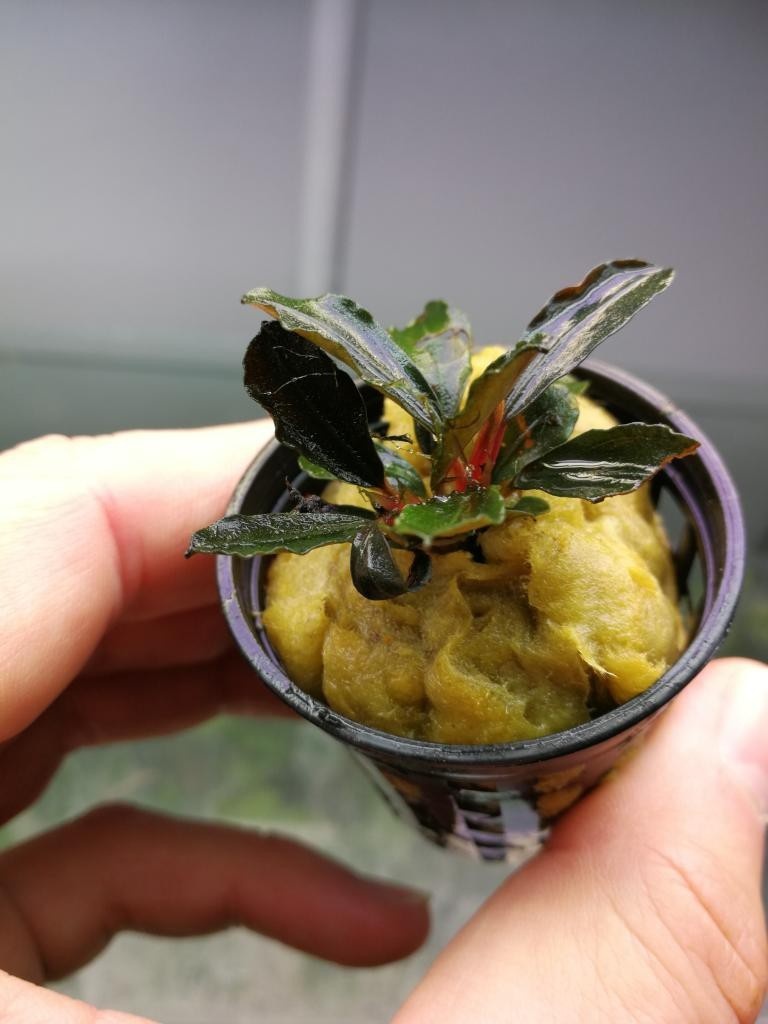 Bucephalandra Red Mini