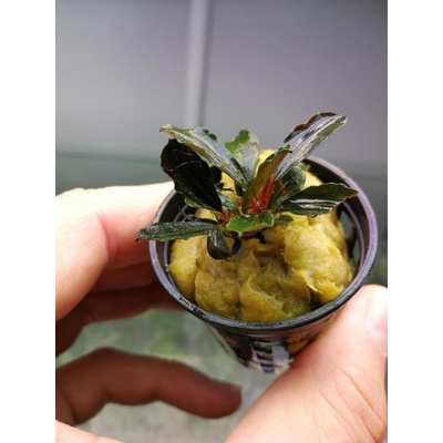 Bucephalandra Red Mini