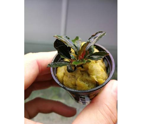 Bucephalandra Red Mini
